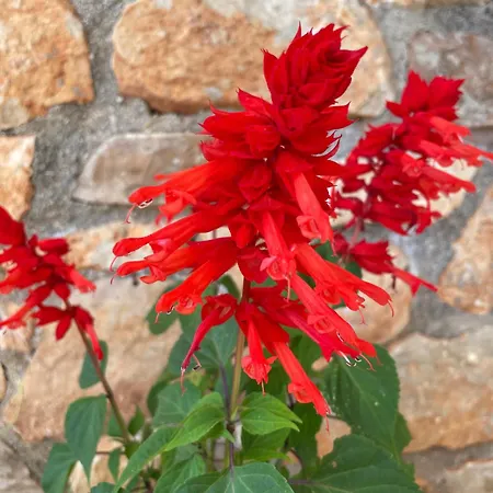 Apartmán Ultra Ksamil