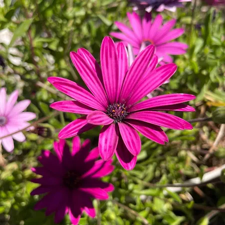 Ultra Appartamento *