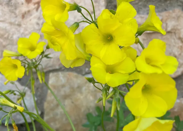 Ultra * 卡萨米尔