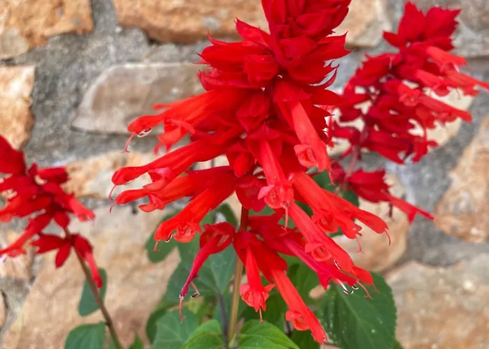 公寓 Ultra 卡萨米尔